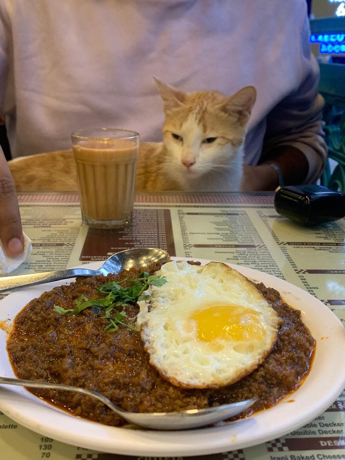 A ginger-and-white street cat sitting at an Irani café table, watching a plate of keema and fried egg next to a glass of cutting chai.